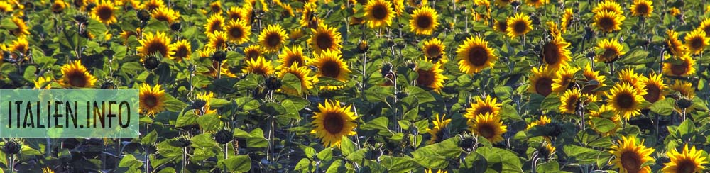 Italien genießen mit Italien.Info: Sonnenblumen in der Maremma (GR) - Toskana